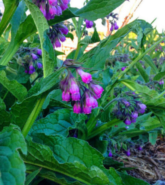 คอมเฟรย์ (Comfrey Lithospermi) / 100 เม็ด