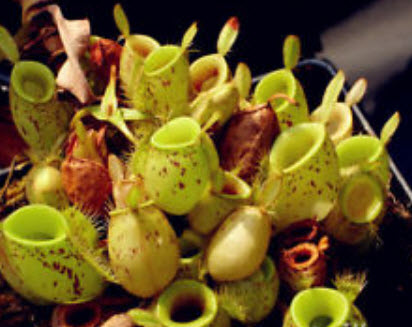 หม้อข้าวฯ แอปเปิ้ล (Apple Nepenthes) / 50 เม็ด (หายาก)