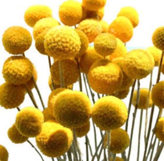 แครสพีเดีย (Craspedia) / 100 เม็ด (China)