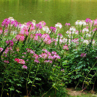 เสี้ยนฝรั่ง (Spider flower) คละ / ซอง 80 เม็ด (P2S)*