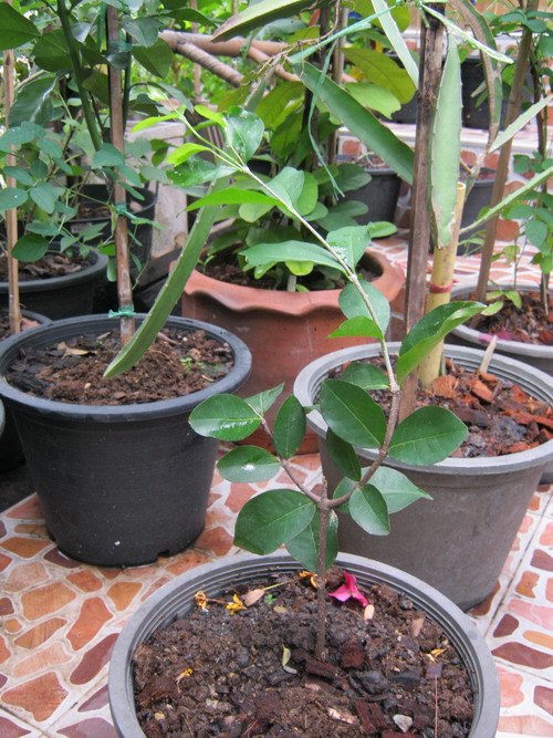 ต้นเชอรี่สเปน หรือมะยมแดง (Surinam cherry) ขนาดเล็ก