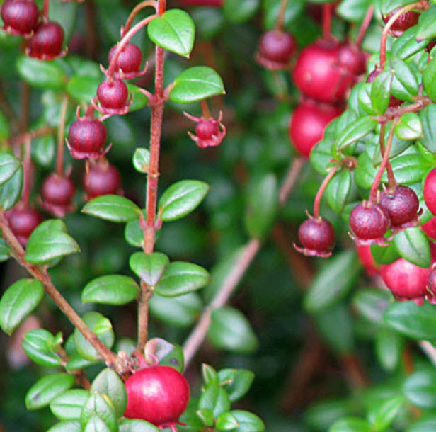 ชิเลียน กาวา (Chilean Guava) / 10 เม็ด (Portugal) *