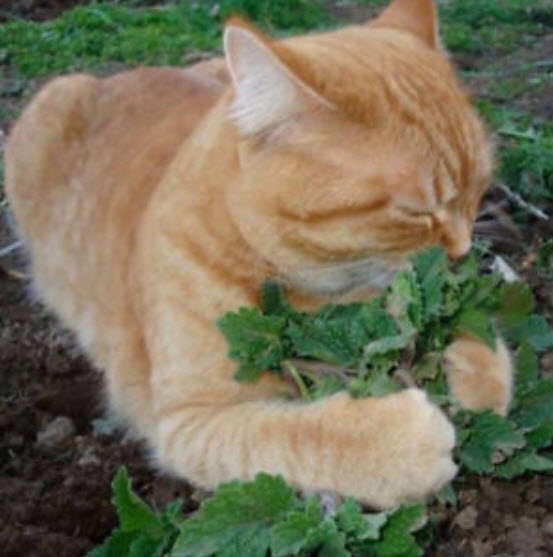 แค็ทนิพ หรือกัญชาแมว (catnip) / 400 เม็ด (นอก)