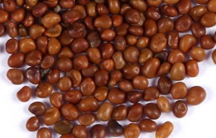 ว่านเศรษฐี หรือคลอโรไฟทัม (Chlorophytum) / 100 เม็ด