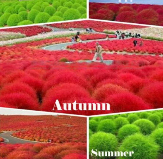 หญ้ากอเชีย หรือพุ่มไม้เพลิง (Burning Bush) / 2,800 เม็ด (UK)*