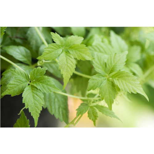 ปัญจขันธ์ สกัด (เจียวกู้หลาน)