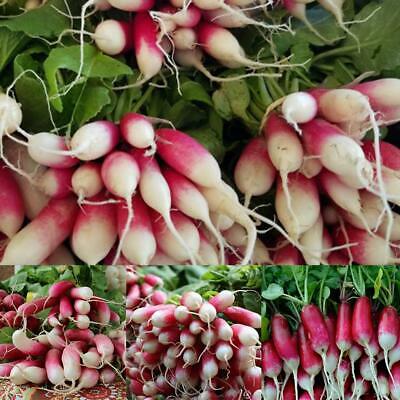 หัวไชเท้าแดง - French Breakfast แพ็คใหญ่ / 5,000 เม็ด (UK)