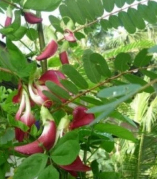 แคแดง แคดอกสีแดง แคดอกแดง / 60 เม็ด สวยน่าปลูก แกงส้มกินได้