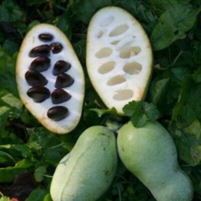 พอว์พอว์ (Paw Paw Fruit) / 2 เม็ด (China)