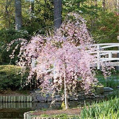 วีบพิ่ง เชอรี่ (Weeping Cherry - Pink Fountain) / 20 เม็ด