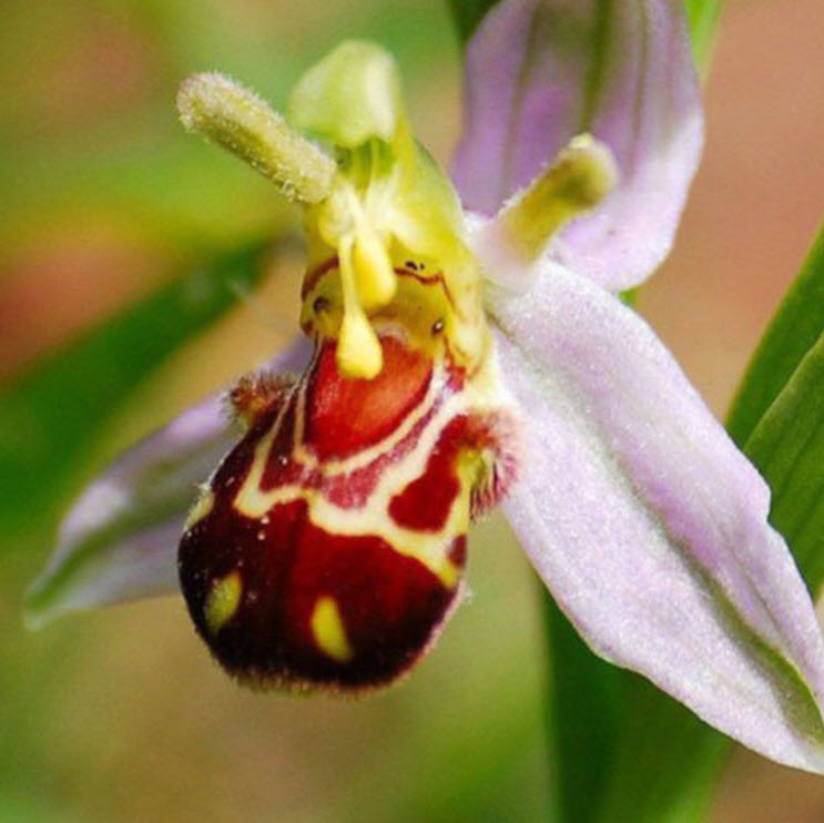 กล้วยไม้ผึ้ง (Bee Orchid) / 50 เม็ด