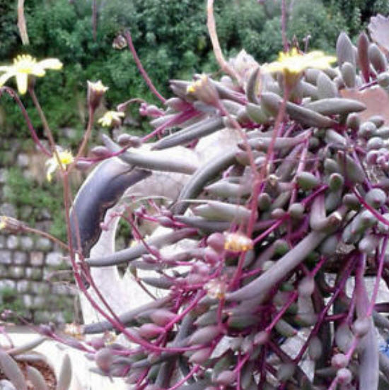 เพิร์ล คลอโรฟีทัม (Pearl Chlorophytum) คละสี / 50 เม็ด