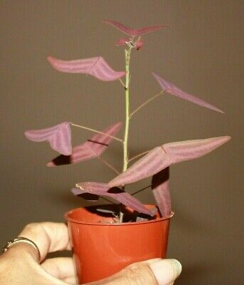 ปีกแมลงปอแดง (Christia Vespertilionis) / 5 เม็ด (France) ** Pre-order**