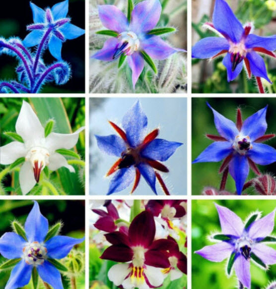 โบราจ (Borage / Borago Officinalis) คละ / 10 เม็ด