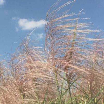 หญ้ามิสแคนทัส (Miscanthus Sinensis) / 100 เม็ด (China)
