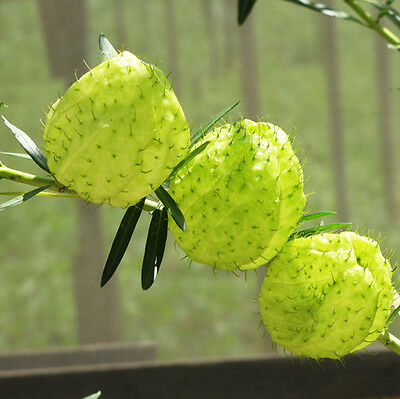 หงส์เหิร / สวอนแพลนท์ หรือ บอลลูน ฟรุต (Balloon fruit) / ซอง 25 เม็ด (Portugal)