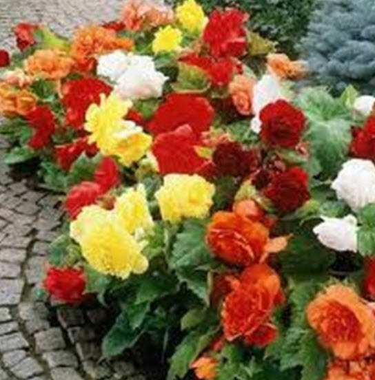 บีโกเนียซ้อน (Begonia Tuberosa Double) คละ / 25 เม็ด (USA)