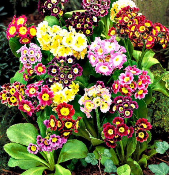 โพลีแอนธัส (Polyanthus / Primrose Auricula) คละ / 150 เม็ด (UK)