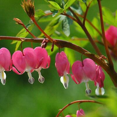 หทัยหยาดทิพย์ (Bleeding Heart) สีแดง / 10 เม็ด