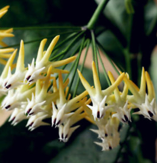 Rocket Hoya (โฮยาจรวด) / 50 เม็ด