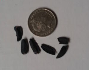 หญ้าออสเตรเลีย (Australian grass) / 10 เม็ด (Australia)