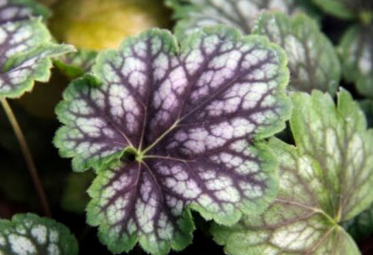 ฮิวเชร่า (Heuchera Marvelous Marble) / 75 เม็ด (Australia)