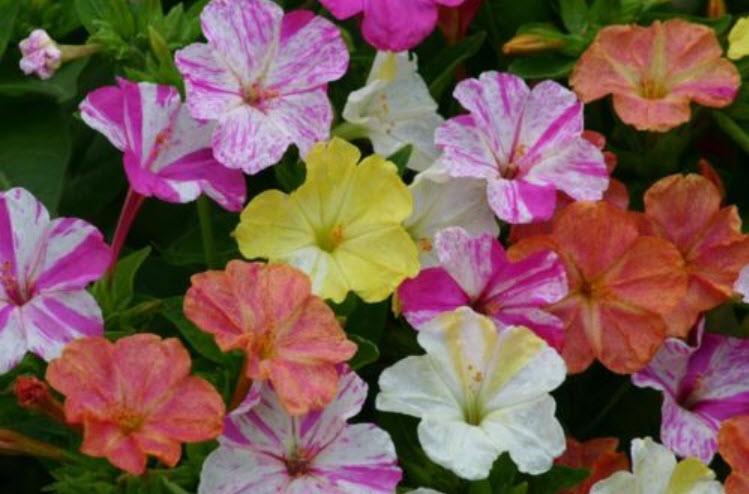 บานเย็น คละสี / 18 เม็ด (Ukraine)