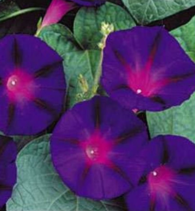 มอร์นิ่ง กลอรี่ (Morning Glory) หรือผักบุ้งฝรั่ง คละสี / ซอง 40 เม็ด