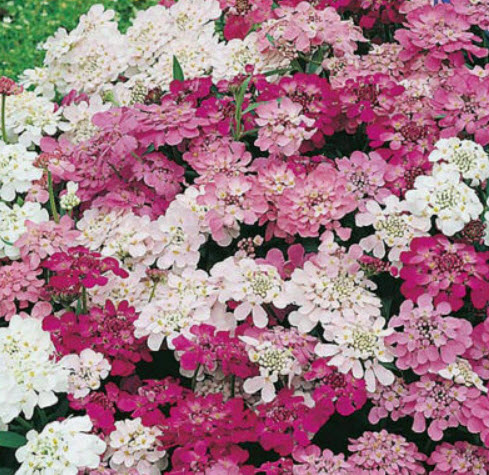 แคนดี้ทัฟท์ (Candytuft) คละ / 250 เม็ด (Serbia)