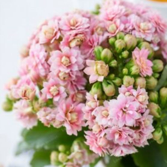 เมล็ดกุหลาบหิน (Kalanchoe) คละ / 100 เม็ด (China)