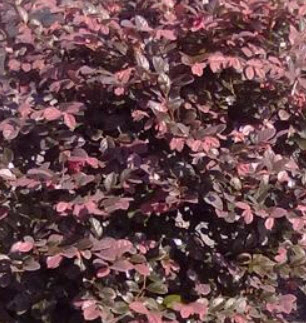 ต้นหงส์ฟู่ (Chinese Fringe Flower) กระถาง 8 นิ้ว สูง 30-45 ซ.ม. / ต้น