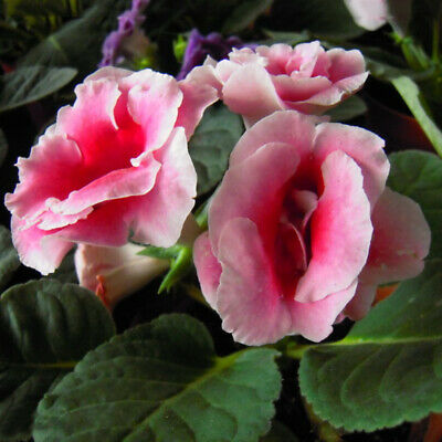 แอฟริกันไวโอเล็ต (African violet) ชมพู / 100 เม็ด (นอก)