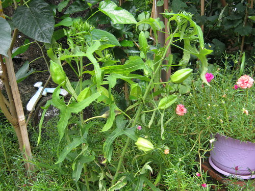 กระเจี๊ยบผี / 20 เม็ด