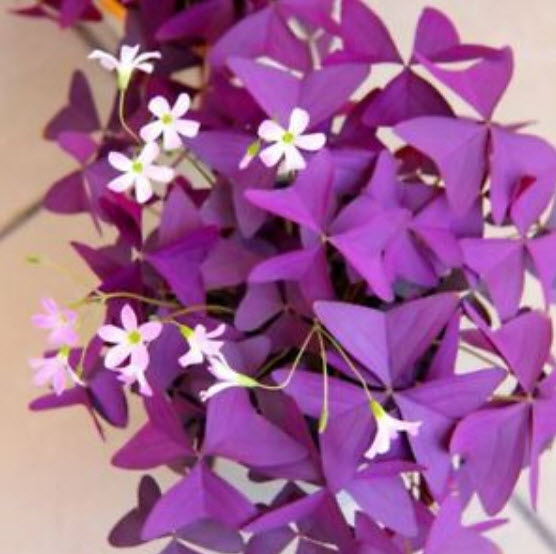 ผีเสื้อราตรี / อ็อคซาลิส (Oxalis) สีม่วง-แดง / 20 เม็ด (S074)
