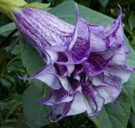 ลำโพง ดอกสีม่วง ลำโพงกาสลัก / 15 เม็ด (P2S)