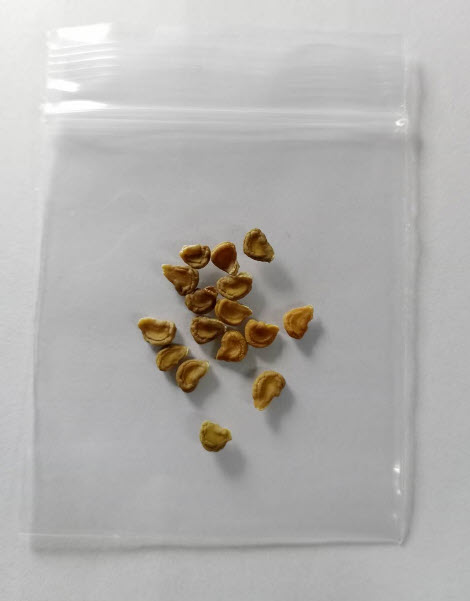 ลำโพง ดอกสีม่วง ลำโพงกาสลัก / 15 เม็ด (P2S)