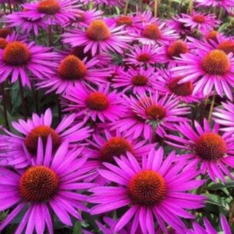 เอ็คไคนาเซีย ดอกสีม่วง (echinacea ) / 75 เม็ด (Spain) พืชสมุนไพร