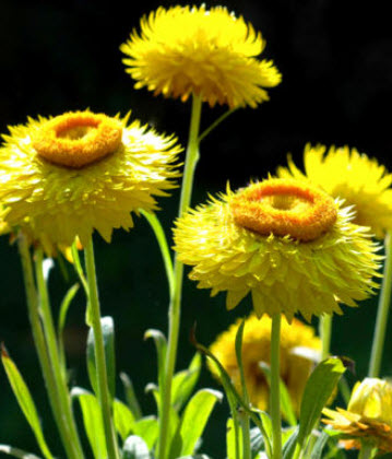 ดอกกระดาษ หรือสตรอ ฟลาวเวอร์ (Straw flower) เหลือง / 900 เม็ด (UK)