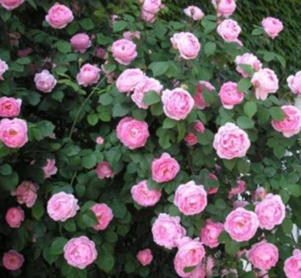 กุหลาบเลื้อย (Climbing Rose) สีชมพู / 100 เม็ด