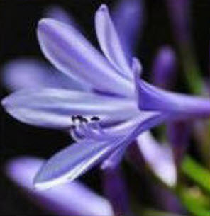 คลิเวีย (Clivia) ม่วง / 5 เม็ด