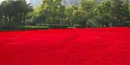 หญ้าฟาง (Fescue grass) สีแดง / 500 เม็ด