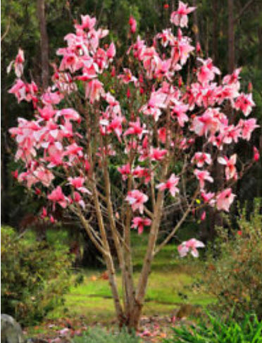 แม็กโนเลีย (Magnolia / Medinilla Magnifica) สีชมพู / 25 เม็ด