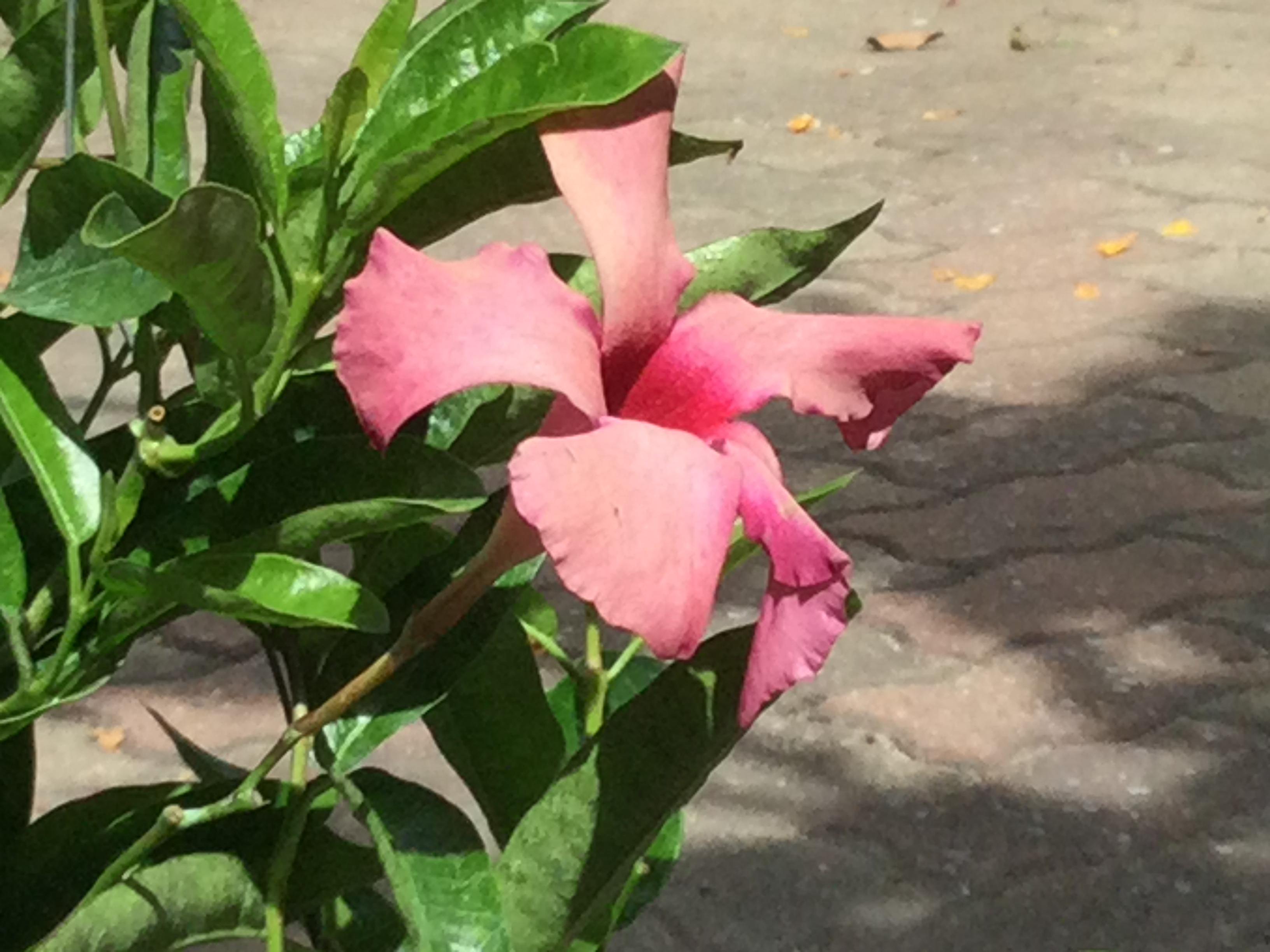 ต้นอมรเบิกฟ้า (Rose Dipladenia) สีชมพู / ต้น