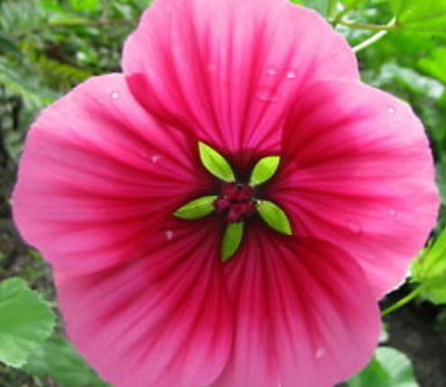 มาโลป (Malope trifida) คละสี / 150 เม็ด (UK)
