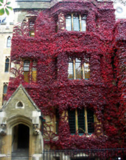 บอสตัน ไอวี่ (Boston Ivy) แดง / 50 เม็ด