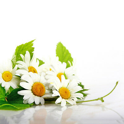 เยอรมัน คาโมมายล์ (German Chamomile) / 40,000 เม็ด (UK)