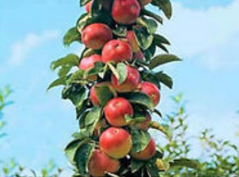 แอปเปิ้ลบอนไซ (Apple Bonsai) / 20 เม็ด