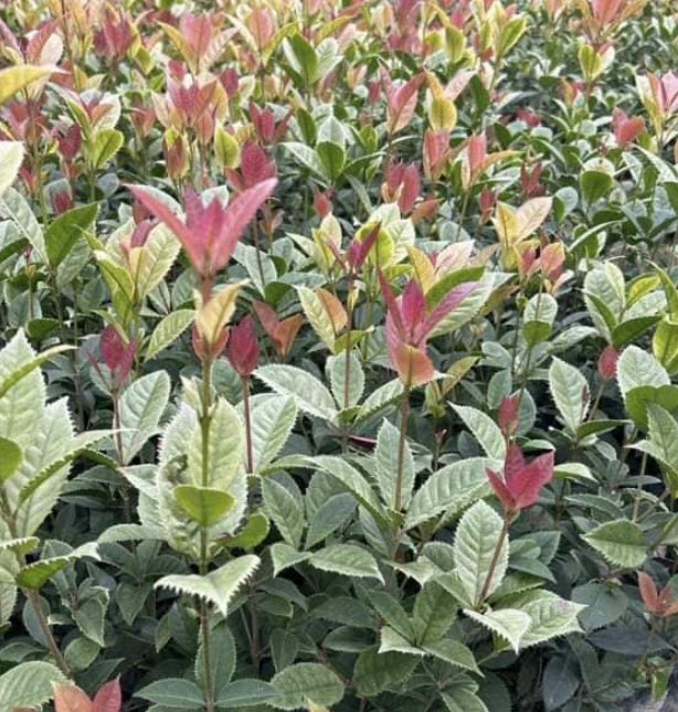 ต้น หอมหมื่นลี้ กุ้ยฮวา 七彩桂花 กระถาง 5-6 นิ้ว สูง 30-50 ซ.ม. ต้นไม้นำเข้า