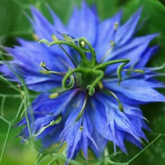 รักในสายหมอก (Love in a Mist - Ragged Lady) คละ / 600 เม็ด (Belgium)