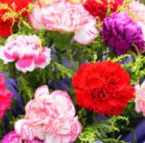 คาร์เนชั่น (Carnation) คละสี / ซอง 30 เม็ด (J006)